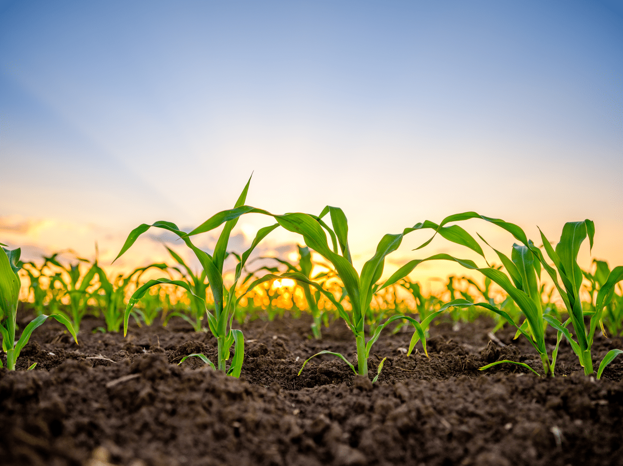 Key Growth Stages of Maize - MAS Seeds UK