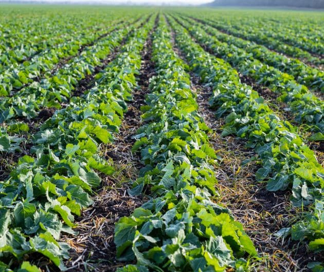 Colza Roots Fases clave del crecimiento de la colza oleaginosa - MAS Seeds Iberia